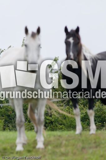 Reitpferde (10 von 11).jpg